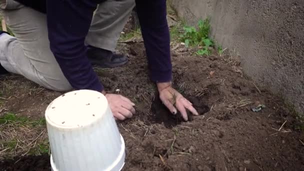 Senior Turkisk Man Plantera Ett Nytt Träd Till Sin Trädgård — Stockvideo