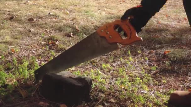 Stoppa Rörelse Skogshuggare Tar Sin Såg Från Skogen Höst — Stockvideo