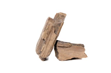 taşlaşmış ağaç izole arka plan