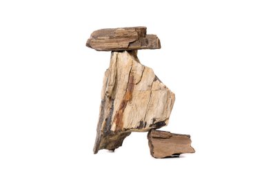 taşlaşmış ağaç izole arka plan