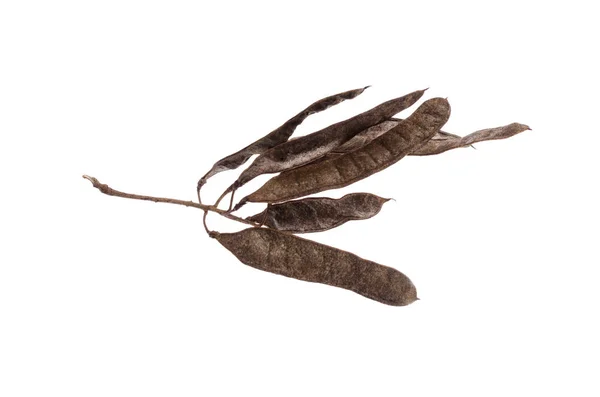 Ramo con spine e semi di acacia su fondo bianco — Foto Stock