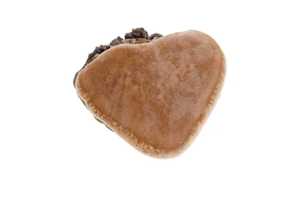 KAV mantar parazit beyaz bir arka plan üzerinde