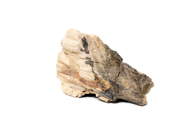 taşlaşmış ağaç izole arka plan