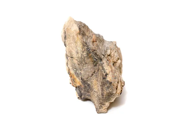 taşlaşmış ağaç izole arka plan