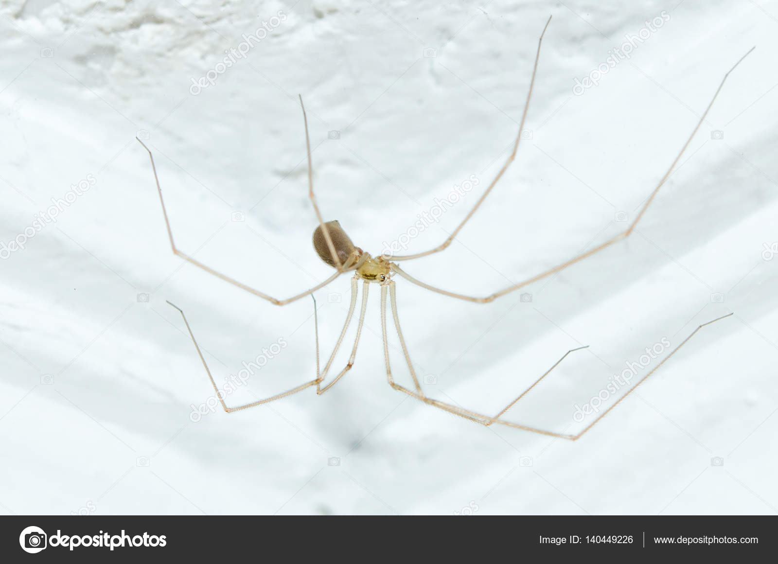 Home Spider Sits Ceiling Close Stock Photo C Dimas8308