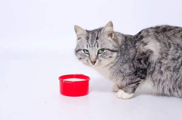 büyük bir gri kedi süt içme