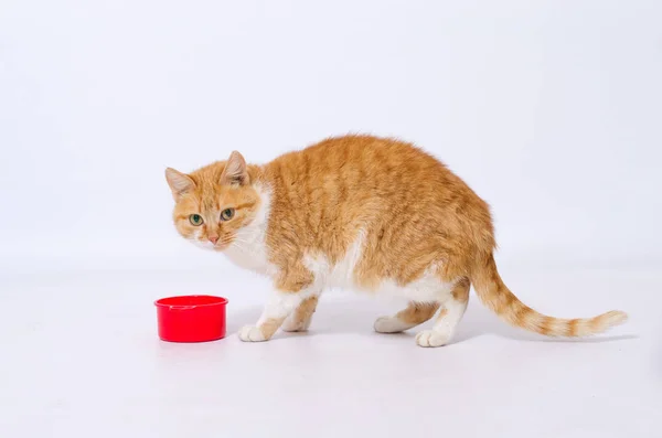 hafif bir arka plan üzerinde süt içmek büyük kırmızı kedi