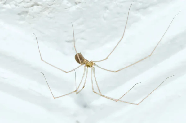 Home Spider Sits Ceiling Close — Stock Photo, Image