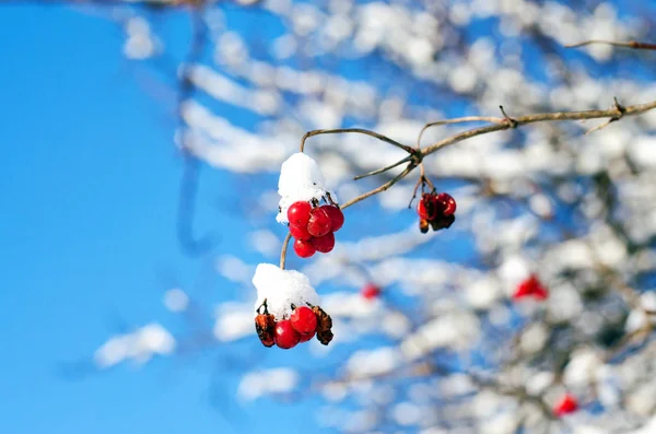 Viburnum Berries Covered White Snow Ukraine — Stock Photo, Image