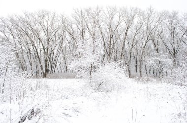 kış akşamları karla kaplı ağaçlar
