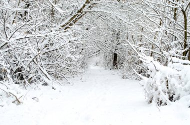 kış akşamları karla kaplı ağaçlar