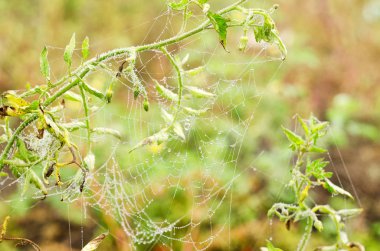 Sabahın erken saatlerinde bush domates üzerinde çiy ile örümcek ağı