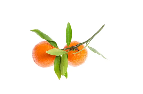 Calamondin Citrus laranja com folhas verdes sobre um fundo branco — Fotografia de Stock