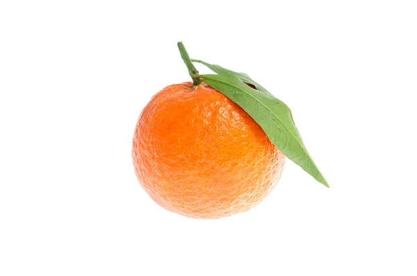 Calamondin Agrumes orange aux feuilles vertes sur fond blanc — Photo