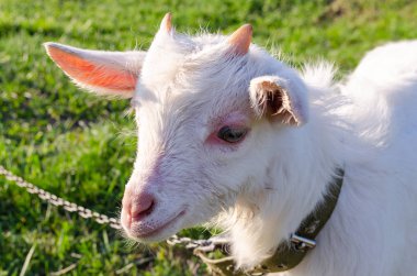 Zincirdeki keçi Çimlerin arka planında