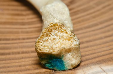 Ahşap bir arka planda insan kemiği yapısı yakın plan