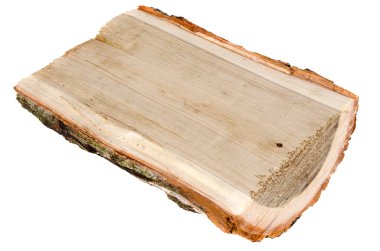 Beyaz arkaplanda kavak ağacı günlüğü