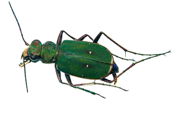 白色背景下的绿色地面甲虫特写 — 图库照片