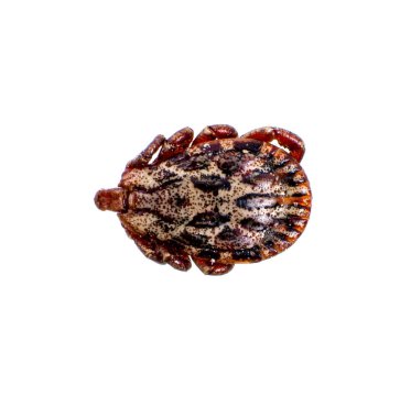 Beyaz arkaplanda küçük böcek görüntüsü