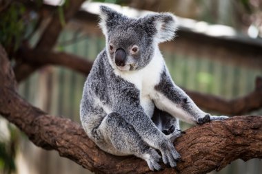 Ağacın üzerinde Koala, Avustralya