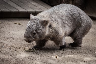 Wombat Avustralya Hayvanat Bahçesi