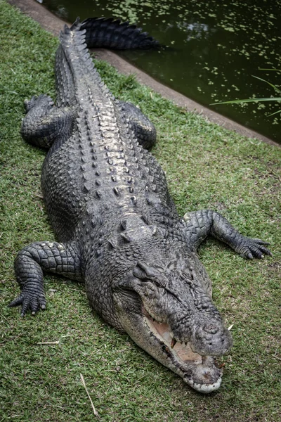Большой австралийский крокодил в Кэрнсе — стоковое фото