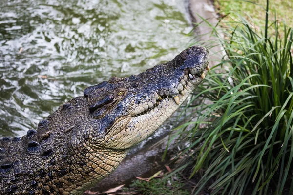 Grande coccodrillo australiano a Cairns — Foto Stock