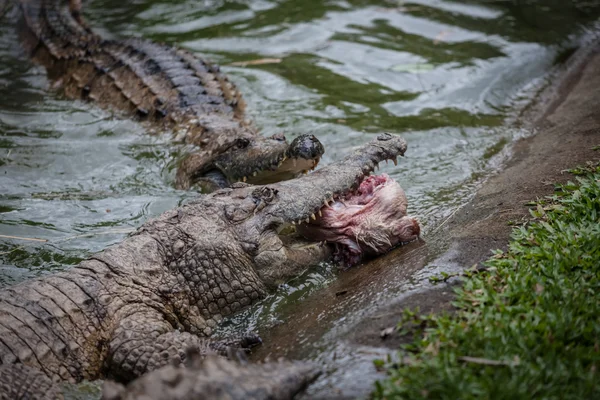 Velký australský krokodýl v Cairns — Stock fotografie