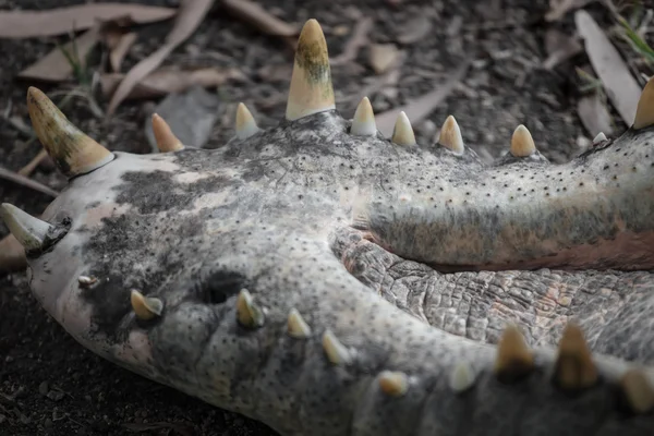 Stora australiska krokodil i Cairns — Stockfoto