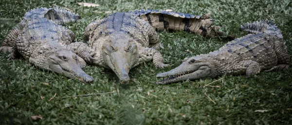 Velký australský krokodýl v Cairns — Stock fotografie