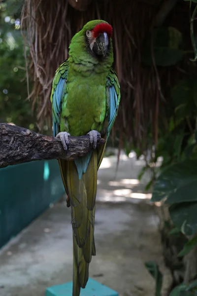 Papagaio no ramo — Fotografia de Stock