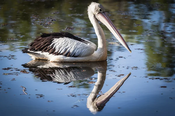 Pelikan in Cairns, Australien — Stockfoto