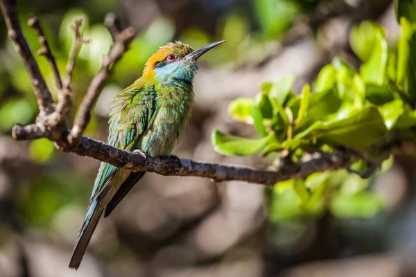 Sri lanka Vogel auf dem Zweig — Stockfoto