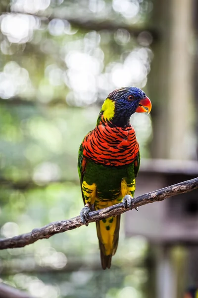 Loro en la rama — Foto de Stock