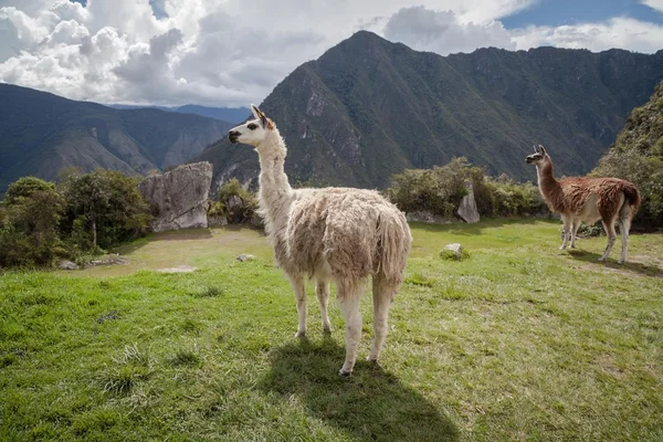 Machu picchu, Peru, Güney Amerika, Lama