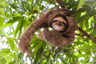 Tembellik Panama ağaç üzerinde