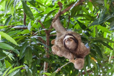 Tembellik Panama ağaç üzerinde