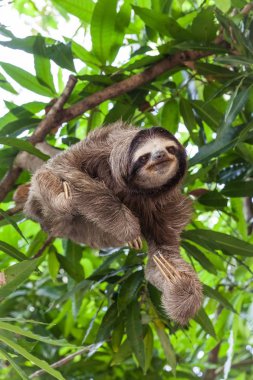 Tembellik Panama ağaç üzerinde
