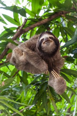 Tembellik Panama ağaç üzerinde