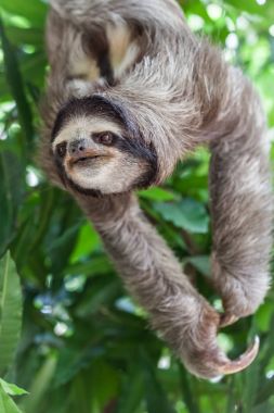 Tembellik Panama ağaç üzerinde