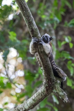 Geoffroy tamarin Panama