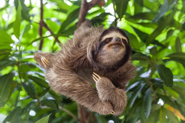 Sloth on the tree in Panama — Stock Photo, Image