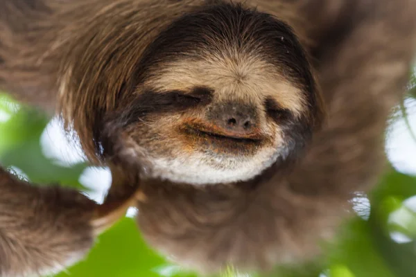 Sloth sur l'arbre au Panama — Photo