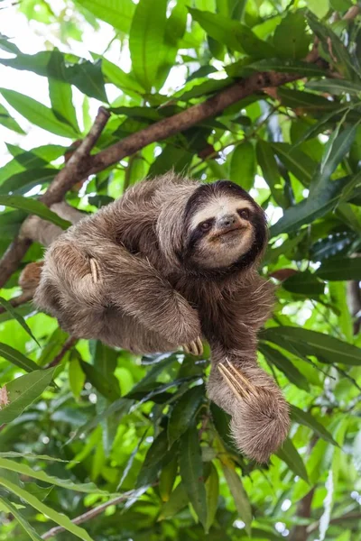 Pereza en el árbol en Panamá — Foto de Stock