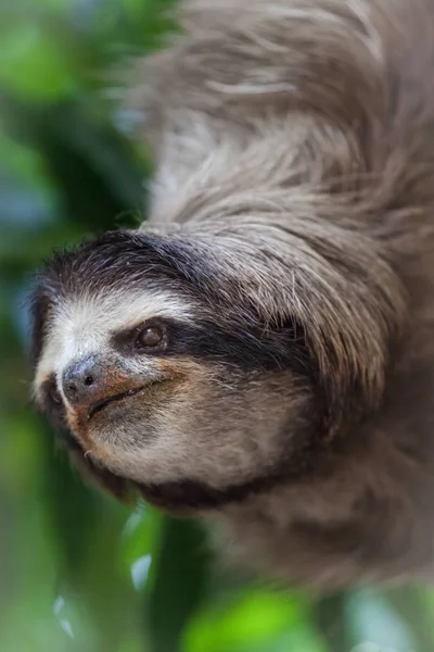 Sloth on the tree in Panama — Stock Photo, Image