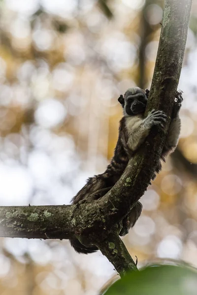 Tamarin de Geoffroy em Panamá — Fotografia de Stock