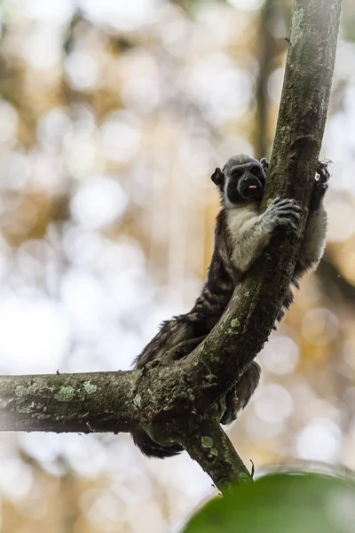 Tamarin slaništní v Panamě — Stock fotografie