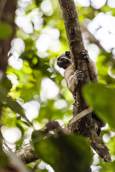 El tamarín de Geoffroy en Panamá — Foto de Stock