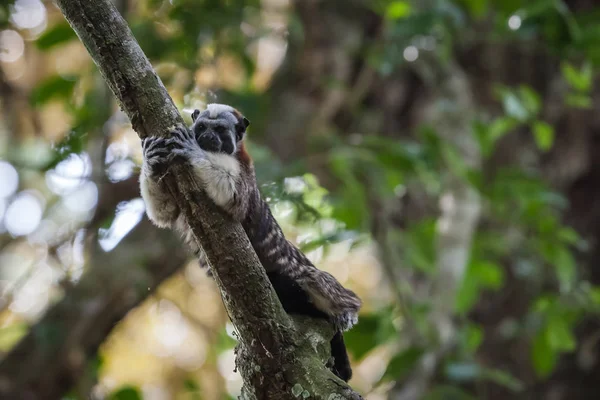 Geoffroy-tamarin Panama — Stock Fotó