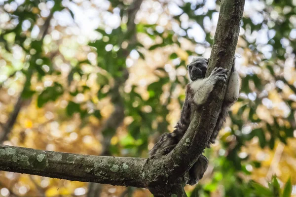 Geoffroy-tamarin Panama — Stock Fotó